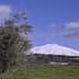 Mount Etna covered in snow with an olive tree in the foreground under a blue sky. - Olive Oil Times