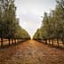 Rows of olive trees in a grove with a dirt path running through the center. - Olive Oil Times