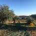 Olive trees in a field with a ladder and harvesting equipment visible. - Olive Oil Times