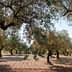 A view of an olive grove featuring mature olive trees with a clear sky above. - Olive Oil Times
