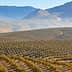 Expansive olive grove with rows of olive trees on rolling hills under a clear sky. - Olive Oil Times