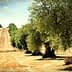 Row of mature olive trees in a dry landscape with a plowed field in the background. - Olive Oil Times