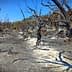 A landscape of burnt trees and scorched earth in a forest area after a wildfire. - Olive Oil Times