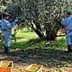 Two workers harvesting olives from an olive tree in an orchard. - Olive Oil Times