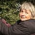 Woman with short gray hair picking olives from an olive tree. - Olive Oil Times