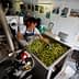 Woman sorting green and black olives in a processing facility with machinery in the background. - Olive Oil Times