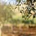 Close-up of an olive tree branch with green olives and blurred background. - Olive Oil Times