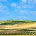 Rolling hills with olive trees arranged in neat rows under a blue sky with clouds. - Olive Oil Times