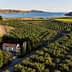 Aerial view of an olive grove with a small house and coastline in the background. - Olive Oil Times