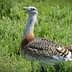Great bustard bird standing in a grassy area with a distinctive plumage pattern. - Olive Oil Times