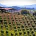A hillside olive grove with rows of olive trees and structures in the background. - Olive Oil Times
