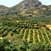 Expansive olive grove with neatly arranged trees on a hillside under a clear sky. - Olive Oil Times