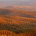 Aerial view of rolling hills covered with olive trees in a landscape setting. - Olive Oil Times