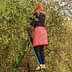 Individual wearing a red scarf and polka dot outfit harvesting olives from a tree using a ladder. - Olive Oil Times