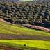 Aerial view of a green landscape featuring rows of olive trees and fields. - Olive Oil Times