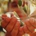 A person holding an olive branch with green olives in their hands, with blurred background. - Olive Oil Times