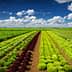 Rows of green and red lettuce growing in a field under a blue sky with clouds. - Olive Oil Times