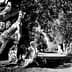 A close-up view of an ancient olive tree with a textured trunk and surrounding olive trees in black and white. - Olive Oil Times