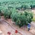 A worker in an olive grove carrying a basket while harvesting olives from the trees. - Olive Oil Times