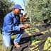 Man kneeling and inspecting olives during the harvesting process in an olive grove. - Olive Oil Times