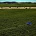 A blue drone flying over a green olive grove in a rural landscape. - Olive Oil Times