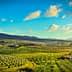 Panoramic view of olive groves and rolling hills in Tuscany under a blue sky with clouds. - Olive Oil Times