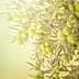 Close-up of a branch from an olive tree featuring clusters of green olives. - Olive Oil Times