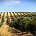 A landscape view of an olive grove featuring neatly arranged rows of olive trees on a hillside. - Olive Oil Times