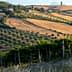 Vineyard landscape featuring rolling hills, olive trees, and farmland in a rural setting. - Olive Oil Times