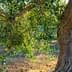 An olive tree featuring a thick trunk and abundant green leaves in natural light. - Olive Oil Times