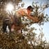 A child picking olives from an olive tree while sunlight shines behind them. - Olive Oil Times