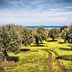 Olive trees in a grove with a pathway and yellow flowers in the foreground. - Olive Oil Times