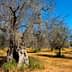 A grove of olive trees with bare branches in a dry, open landscape under a clear blue sky. - Olive Oil Times