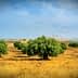 A landscape featuring olive trees in a golden field under a blue sky with clouds. - Olive Oil Times