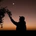 Silhouette of a person reaching towards an olive tree branch against a twilight sky. - Olive Oil Times