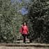 Woman in a red blouse walking between rows of olive trees in an olive grove. - Olive Oil Times