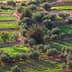 Aerial view of agricultural fields with green crops and olive trees in a patterned layout. - Olive Oil Times