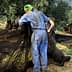 Two workers collecting olives using nets under olive trees during the harvest season. - Olive Oil Times