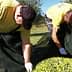 Two individuals in yellow shirts collecting olives from the ground during an olive harvest. - Olive Oil Times