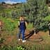 Two individuals observing an olive tree with an irrigation system in an agricultural field. - Olive Oil Times