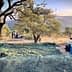 Workers harvesting olives in an orchard with nets spread on the ground. - Olive Oil Times