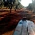 View from a tractor in an olive grove with rows of olive trees and a dirt path. - Olive Oil Times