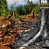 A large tree stump surrounded by cut logs and debris in a deforested area. - Olive Oil Times