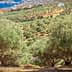 View of an olive grove with trees arranged in rows on a hillside overlooking the sea. - Olive Oil Times