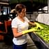Woman wearing yellow gloves sorting green olives in a processing facility. - Olive Oil Times