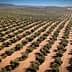 Aerial view of a large olive tree plantation with rows of trees on sandy soil. - Olive Oil Times
