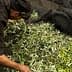 Person sorting through freshly harvested olives and leaves in a collection area. - Olive Oil Times