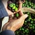 Two hands holding a mix of green and black olives above a bowl filled with more olives. - Olive Oil Times