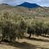 Row of olive trees in a field with rolling hills and a mountain in the background. - Olive Oil Times