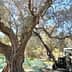 Tractor with an extended arm reaching up to harvest olives from a tree. - Olive Oil Times